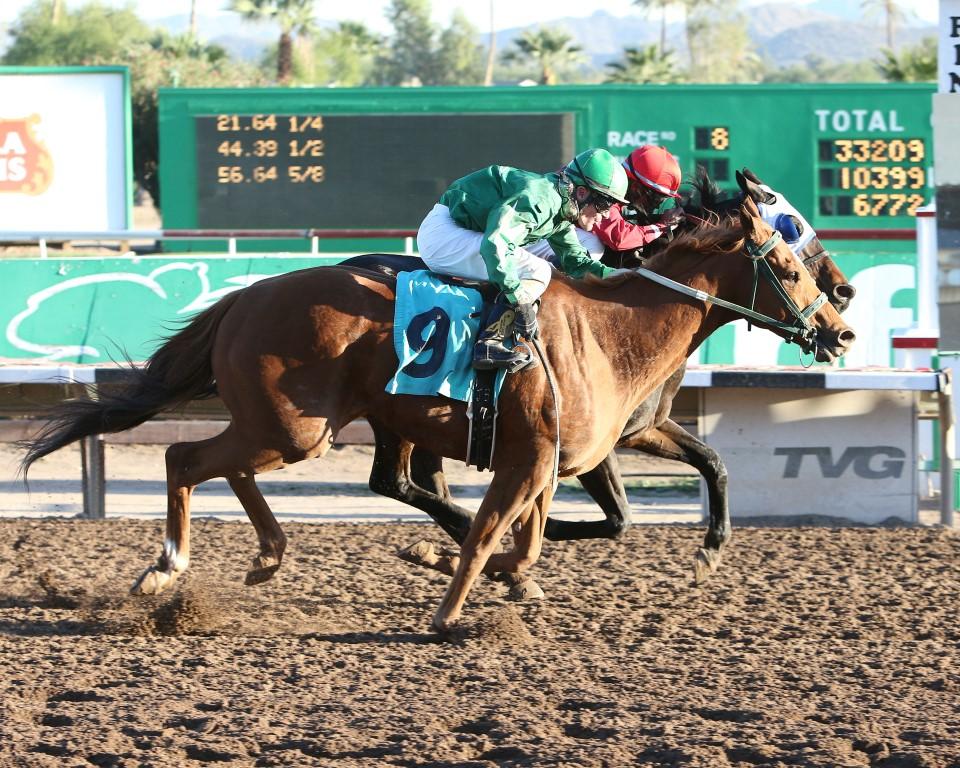 Jamaica Derby
