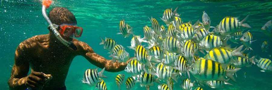 Animal Camp Jamaica