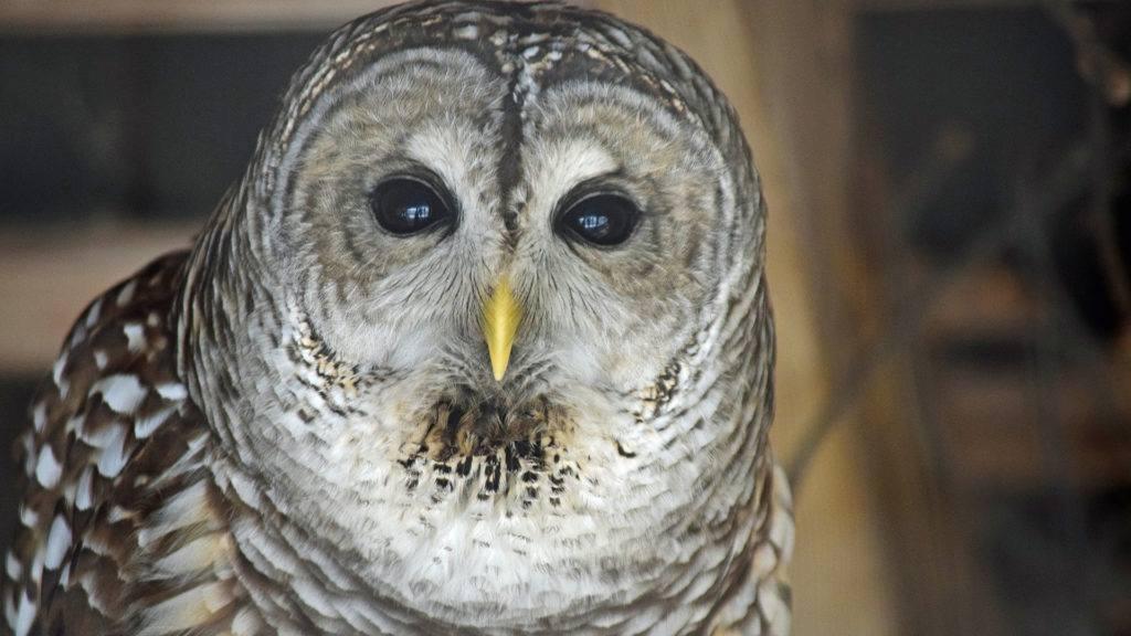 Owl Prowl