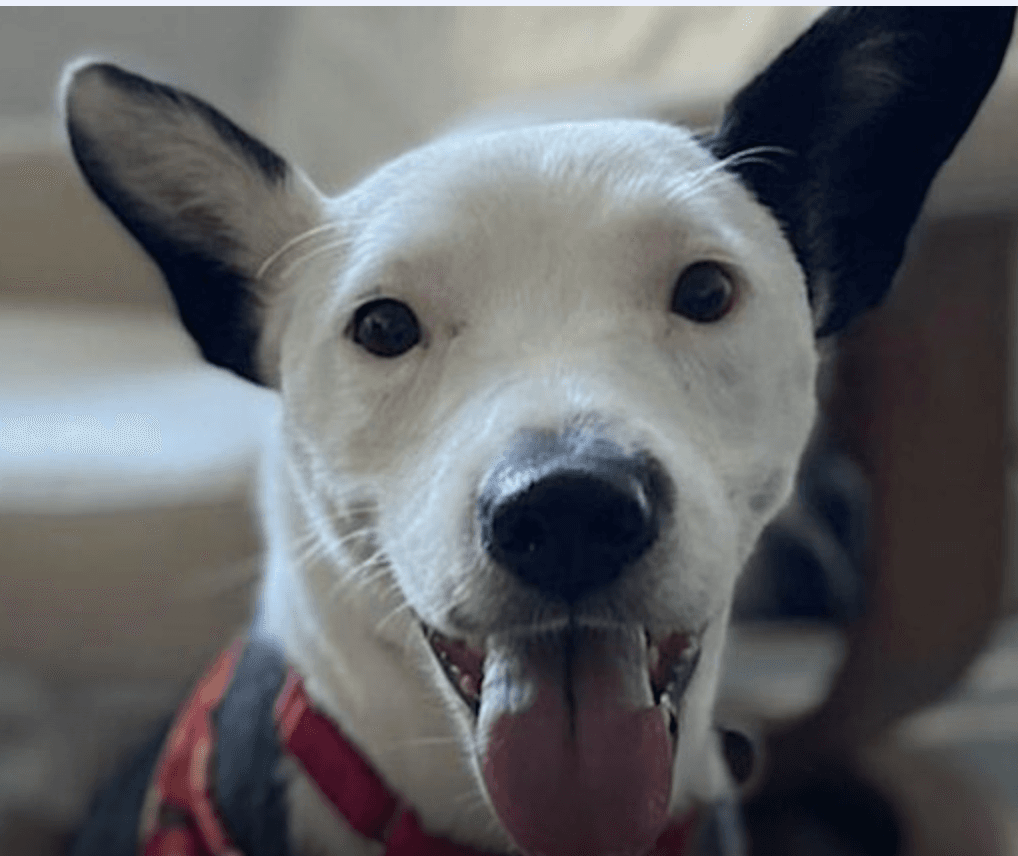 Waggytail Rescue Meet & Greet at Arlo Nomad